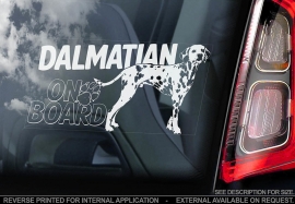 Dalmatier- Dalmatian - V02