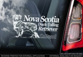 Nova Scotia Duck Tolling Retriever V01