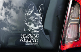 Australian Kelpie V02