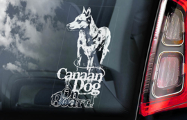 Canaan Dog V01