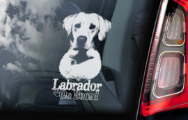 Labrador Retriever V11