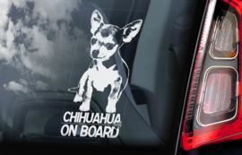 Chihuahua korthaar V01
