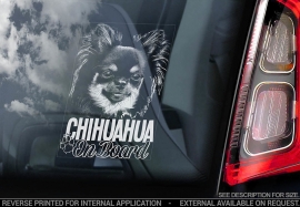 Chihuahua langhaar V06