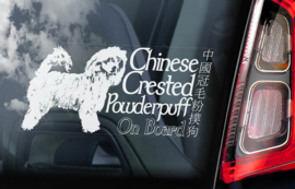 Chinese gekuifde naakthond powder puff - Chinese Crested Powderpuff V01