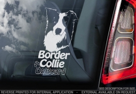 Border Collie V06