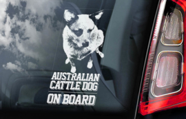 Australian Cattle Dog - Blue Heeler V02