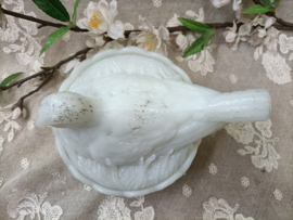Oude opaline duif op mandje