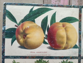 Oude Franse schoolplaat, fruit
