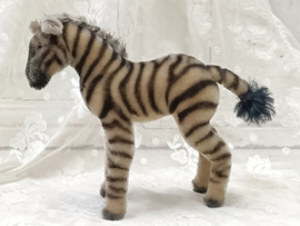 Oude zebra