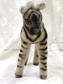 Oude zebra