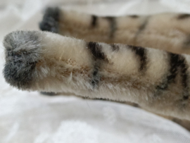Oude zebra