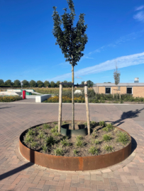 Boomringen van cortenstaal - De Gelenberg Druten