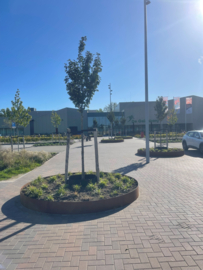 Boomringen van cortenstaal - De Gelenberg Druten