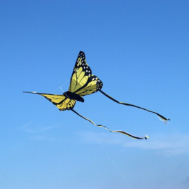 Bella Butterfly