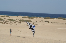 Maraca light Blue Kite Only