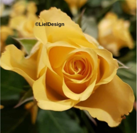 Borduurpakket Gele roos - LielDesign