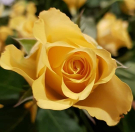 Borduurpakket gele roos - LielDesign