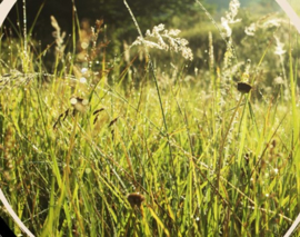 Biologische weidekruiden en gras brok