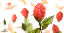 Chocolate World Rose Ouverte 2 x 19 gr