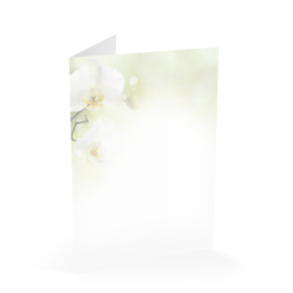 Witte Orchidee