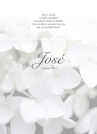 Grote witte hortensia