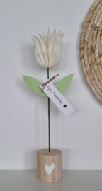 Honeycomb tulp