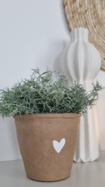 Terracotta pot