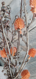 Herfst takjes