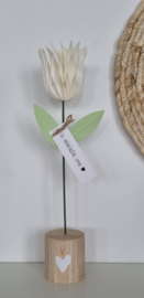 Honeycomb tulp