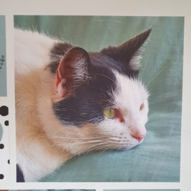 Vierkante muursticker met eigen foto | Foto muursticker vierkant op maat