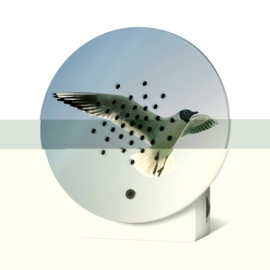 Oceanbox Black-headed Gull (limited edition)