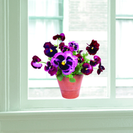 Flatflowers Viool