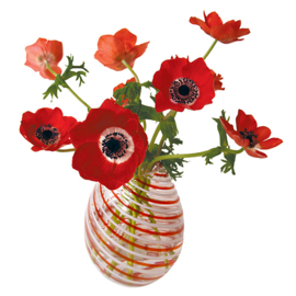 Flatflower Anemoon rood