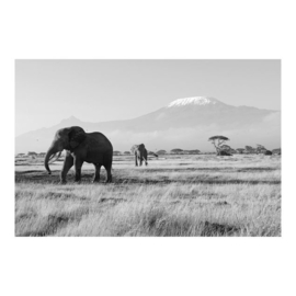 Behang Olifanten in Kenia zwart wit (vanaf)