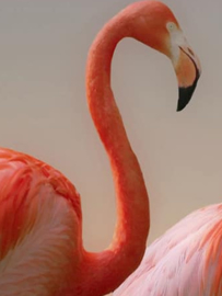 Behang Flamingo Love (vanaf)