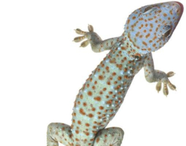 Brievenbus Gekko's