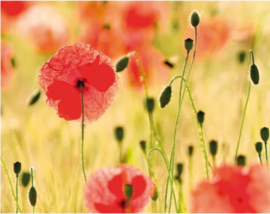 Brievenbus Summer Poppies
