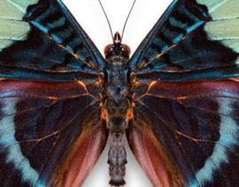 Brievenbus Vlinder