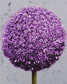 Behang Allium (vanaf)