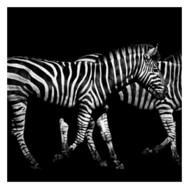 Behang Zebra in the Dark (vanaf)