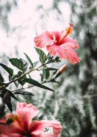 Tuinposter Roze Bloem