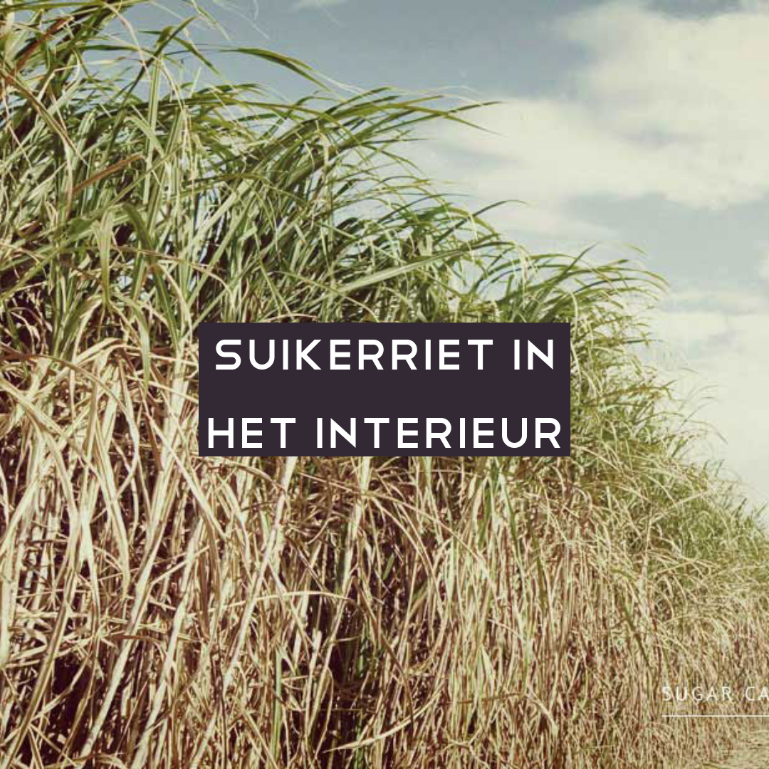 Suikerriet in interieur