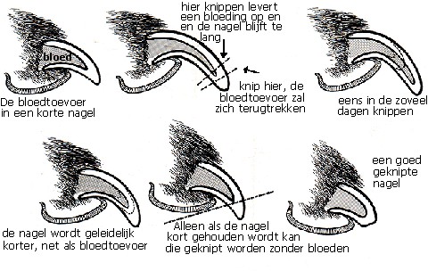 Nagels knippen