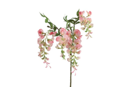 Wisteria roze