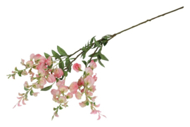 Wisteria roze