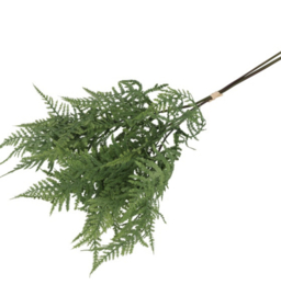 Asparagus boeket groen (leuk voor in een tulpen boeket)
