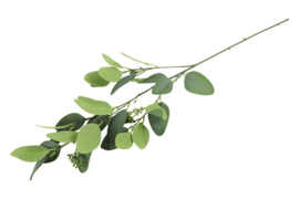 Eucalyptus zijde