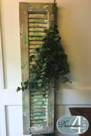 Bos  Eucalyptus