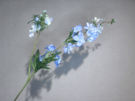 Delphinium blauw