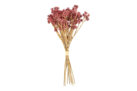 Skimmia Roze/rood (leuk voor in een tulpen boeket)